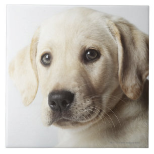 Carreau Portrait de chiot blond de labrador retriever