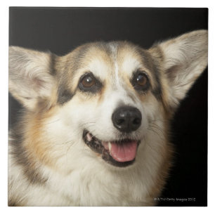 Carreau Portrait de corgi noir, brun et blanc