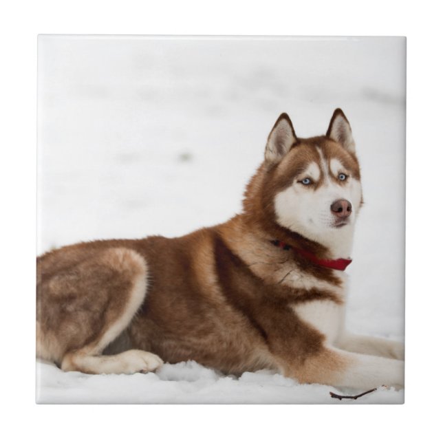 Carreau Portrait de Cute Sibérien Husky (Devant)