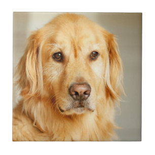 Carreau Portrait de Golden Retriever