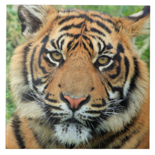 Carreau Portrait de jeune tigre