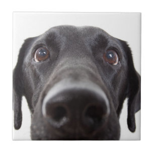 Carreau Portrait de la collection Black Labrador