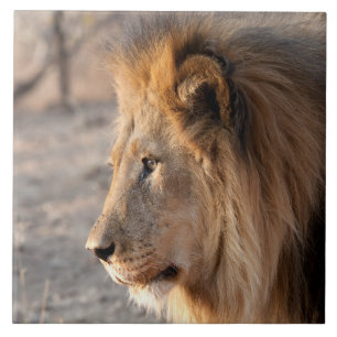 Carreau Portrait de Lion