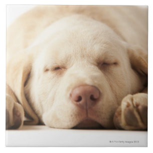 Carreau Portrait de studio de labrador retriever jaune