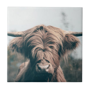 Carreau Portrait de vache Highland