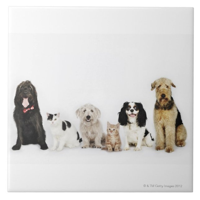 Carreau Portrait des chats et des chiens se reposant (Devant)