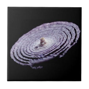 Carreau Portrait d'oignon rouge