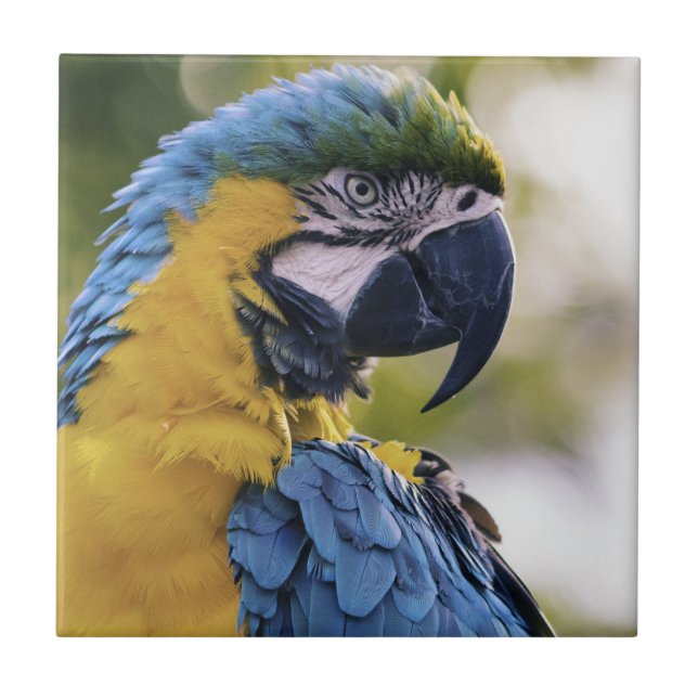 Carreau Portrait du profil de la perroquet macaw (Devant)