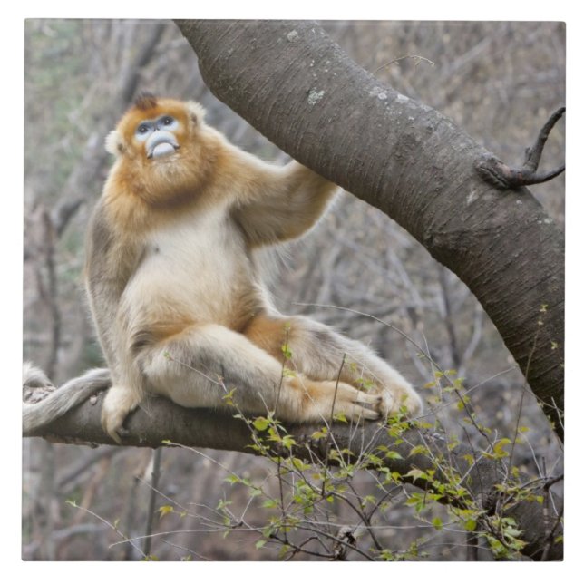 Carreau Portrait du singe doré mâle dans l'arbre (Devant)