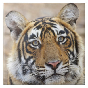 Carreau Portrait du tigre du Bengale royal, Ranthambhor
