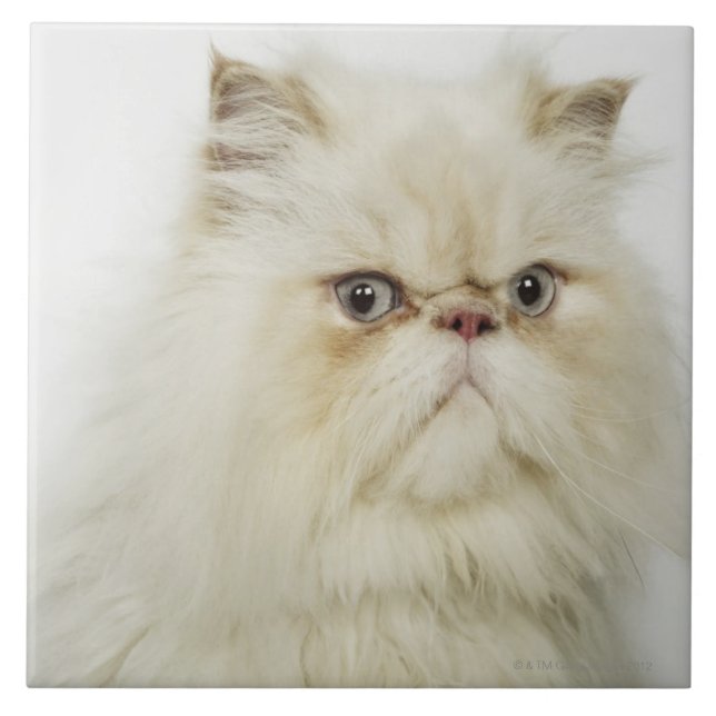 Carreau Portrait d'un chat persan (Devant)