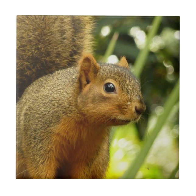 Carreau Portrait d'un écureuil Nature Animal Photographie (Devant)