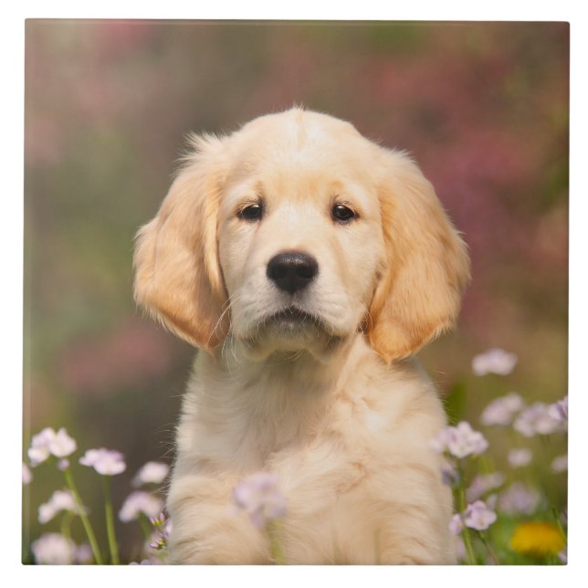Carreau Portrait mignon de chiot de chien de golden (Devant)