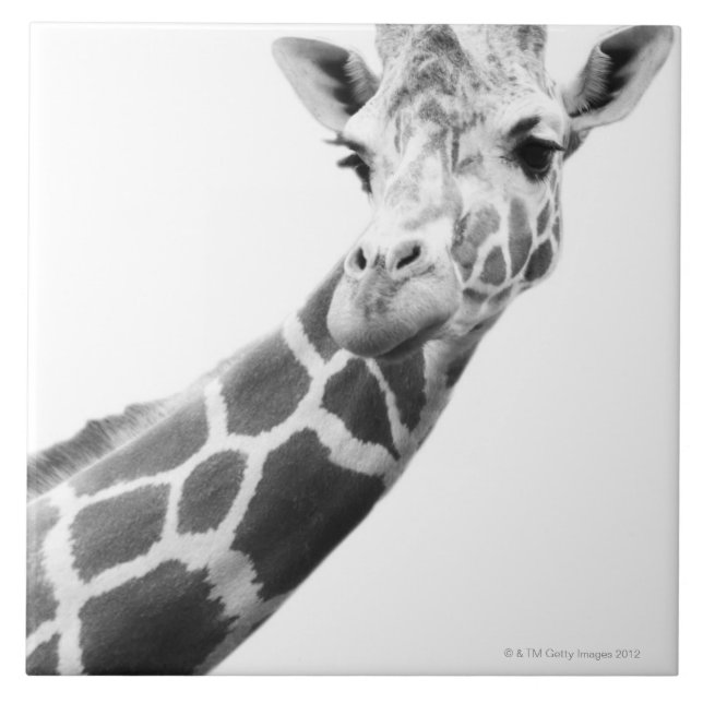 Carreau Portrait noir et blanc d'une girafe (Devant)