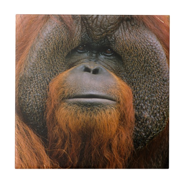 Carreau Portrait of Orang-utang Male, Georgia, USA (Devant)