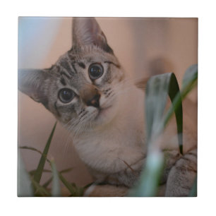Carreau Portrait photo de chat
