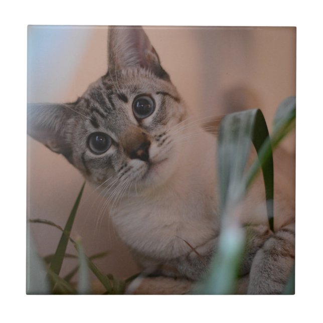 Carreau Portrait photo de chat (Devant)