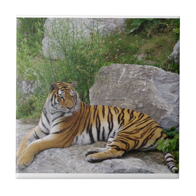 Carreau Portrait photo d'un tigre de Sibérie (Devant)