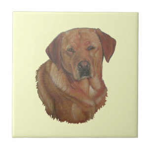 Carreau portrait photo rare red labrador retreiver chien