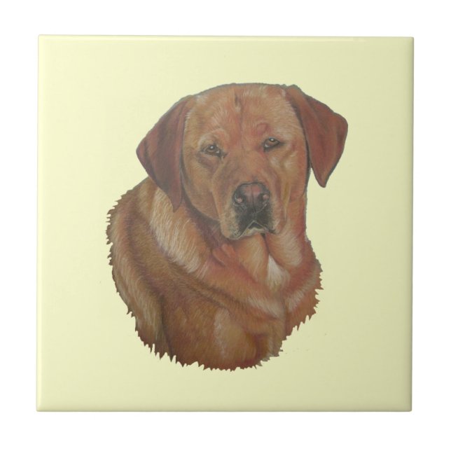 Carreau portrait photo rare red labrador retreiver chien (Devant)