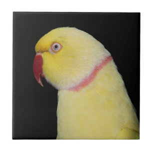 Carreau Pose de perruche de Ringneck d'Indien de Lutino