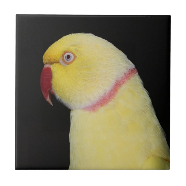 Carreau Pose de perruche de Ringneck d'Indien de Lutino (Devant)