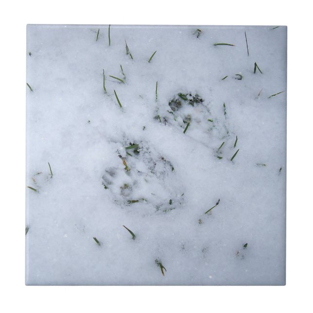 Carreau Posters de animaux dans la tuile de neige (Devant)