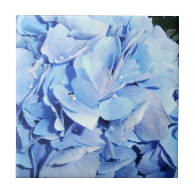 Carreau Poudre bleu Hydrangea (Devant)