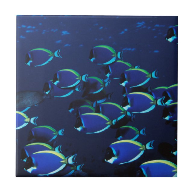 Carreau Poudre de l'école Bleu Surgeonfish (Devant)