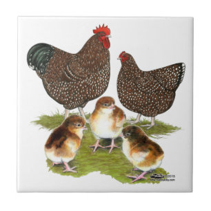 Carreau Poule de la famille Orpington Jubilee