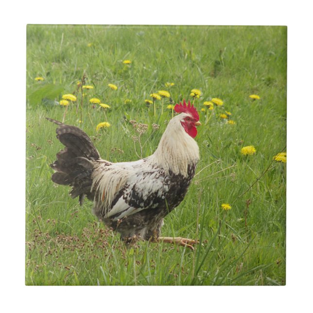 Carreau poulet, coq, animal, oiseau, ferme, agriculture, (Devant)