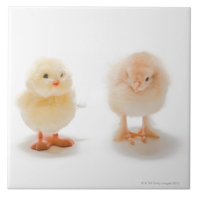Carreau Poulet de bébé et faux poulet mécanique (Devant)