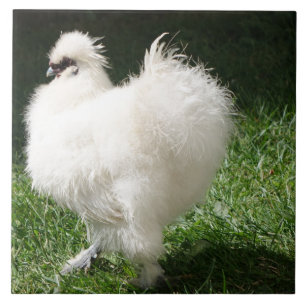 Carreau Poulet soyeux barbu