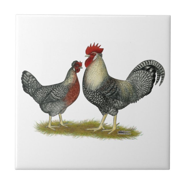 Carreau Poulets crèmes de Legbar (Devant)