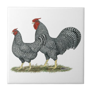 Carreau Poulets de Dominique