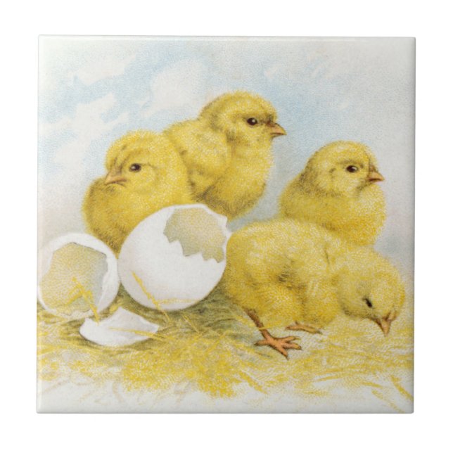 Carreau Poulets vintages de bébé (Devant)