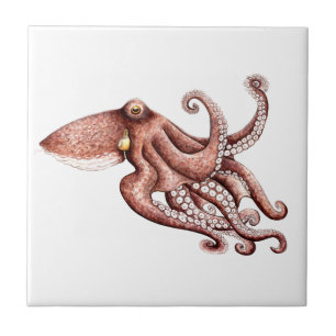 Carreau Poulpe - Octopus vulgaris