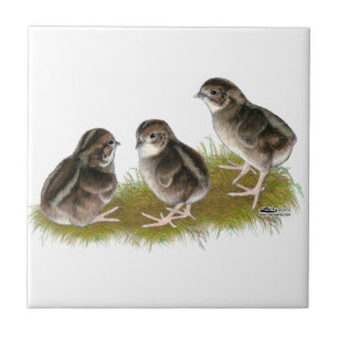 Carreau Poussins de cailles de Coturnix
