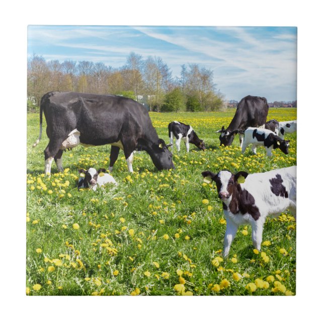 Carreau Pré complètement des pissenlits avec frôler des (Devant)