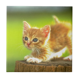 Carreau Préparez pour sauter le chaton