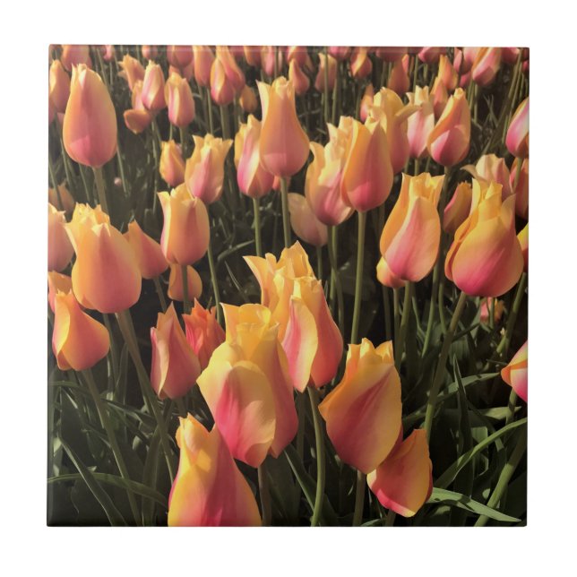 Carreau Pretty Pink et Yellow Tulips (Devant)