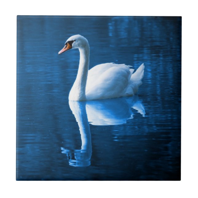 Carreau Pretty white swan floating on blue lake (Devant)