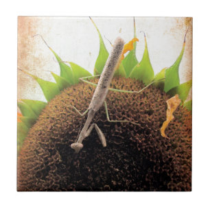 Carreau Priez Pour Le Soleil