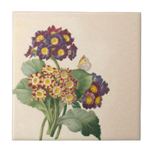Primrose botanique