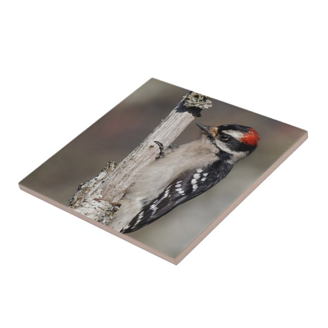 Carreau Profil d'un Pic Downy mâle (Côté)