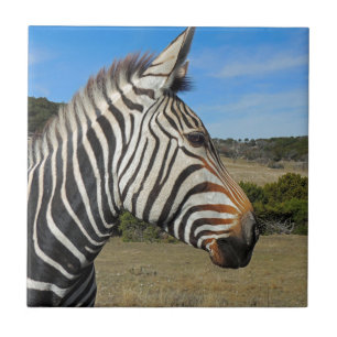 Carreau Profil Zebra de Hartmann à Fossil Rim