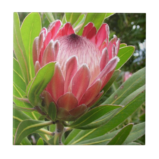 Carreau Protea rouge (Devant)