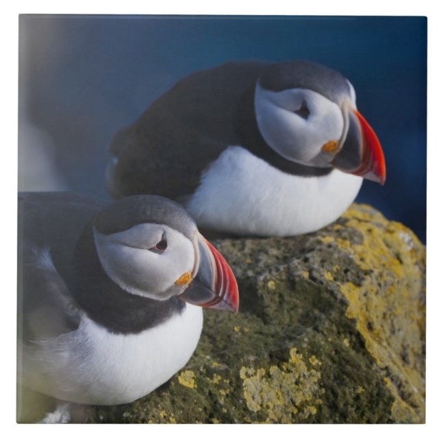 Carreau Puffin atlantique (Fratercula arctica) 7 (Devant)