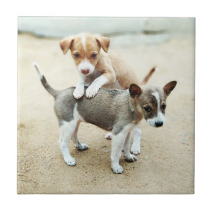 Carreau Puppies mignonnes jouer sur la plage