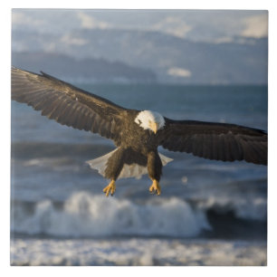 Carreau Pygargue à tête blanche, Haliaeetus leucocephalus,